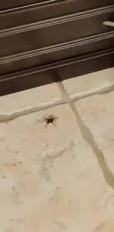 2 humans vs 1 spider...