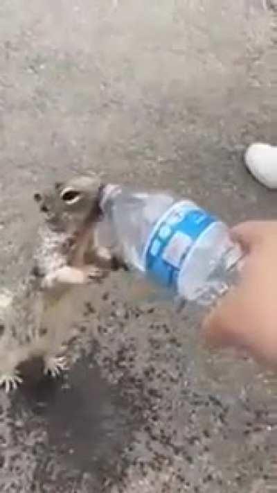 Thirsty Squirrel asking for water