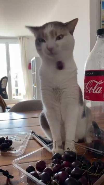 A derpy cat playing with cherry stems