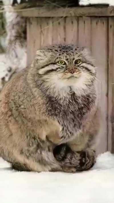 Cute pallas's cat warms his paws on his own tail