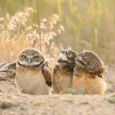 🔥 Owl shows of his stick