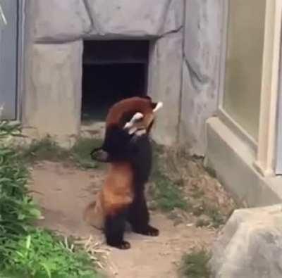 Red panda encounters a stone