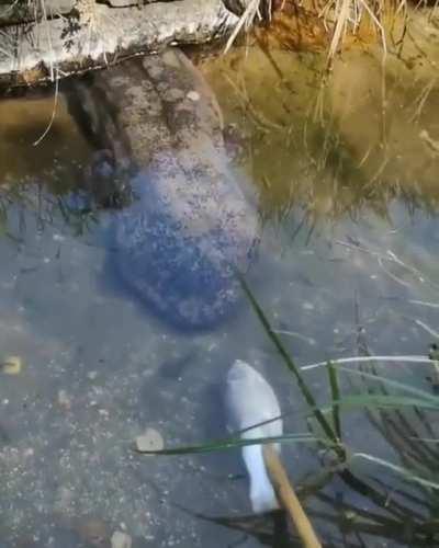 🔥 Giant salamander having a snack🔥