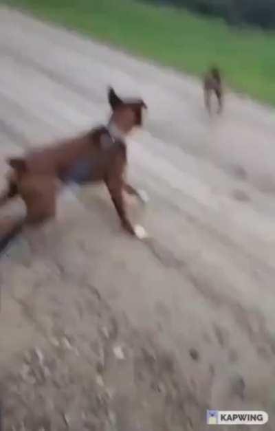 Donkey laughing at Dog who shocked itself.