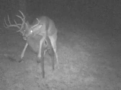 Caught on mom's trail cam. He found the decoy!