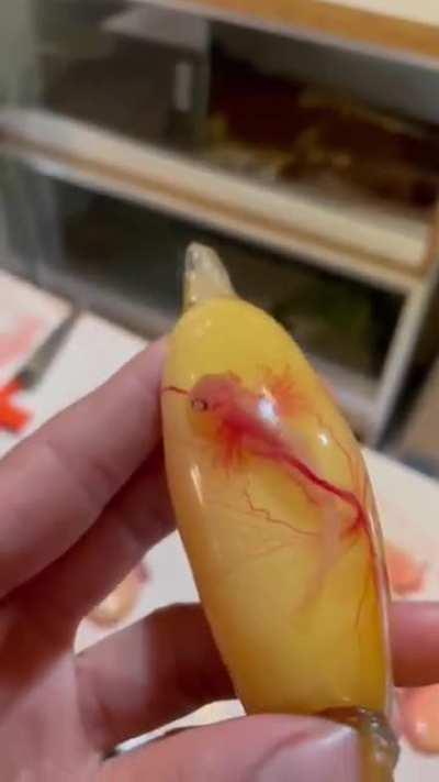 Live shark fetus!