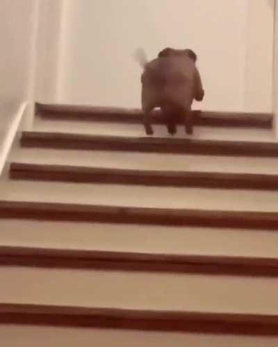 The way it hops up the stairs