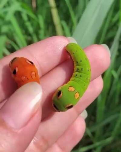 These swallowtail caterpillars look like real-life Pokemon