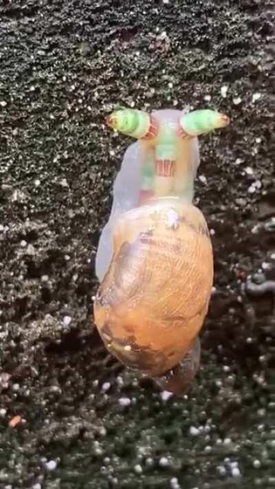 Parasites paralyze the snail and attract attention so that it is eaten by a bird. The parasite uses the bird as a host to grow in its digestive tract