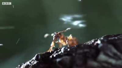 Bombardier Beetles Spray Boiling Acid (212 degrees F) as a defense mechanism against predators.