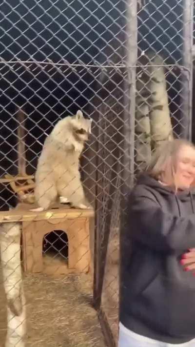 This dancing raccoon is everything