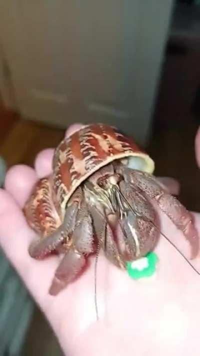 Brunei the hermit crab loves (occasional) sugary treat