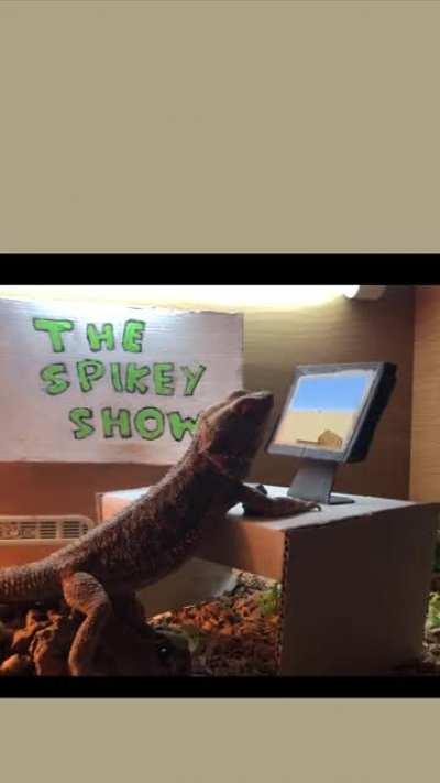 Foul-Mouthed Talking Bearded Dragon Plays Minecraft