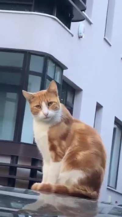 when you see a cat while walking