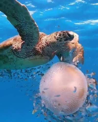 🔥 Sea turtle taking a chunk out of this huge jellyfish.