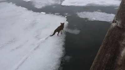 A red fox trying to cross an icy river in Germany freezes to death. Its body was removed with a chainsaw after the river completely froze over.