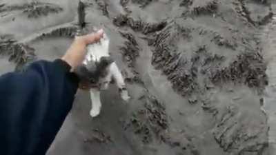 Anak kucing ditemukan setelah letusan Gunung Semeru