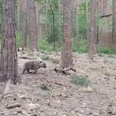 A little wolf cub's first howl.