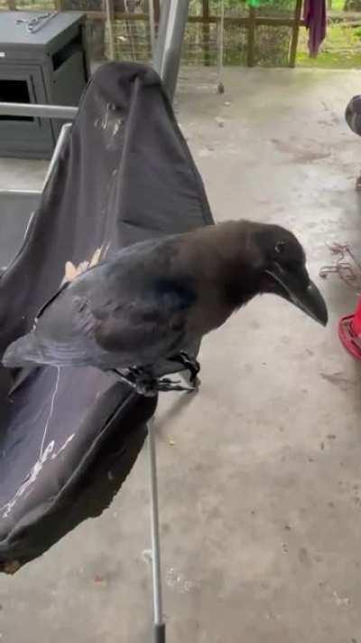Crow sneezing