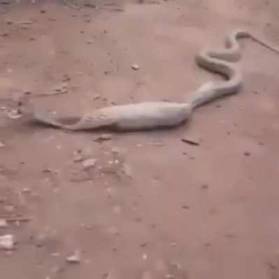 what is that inside the snake?