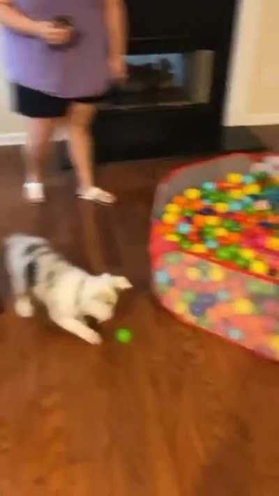 An aussie pup and a ball pit. Chaos ensues. Obviously.