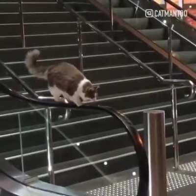 A cat that can't get off the escalator.