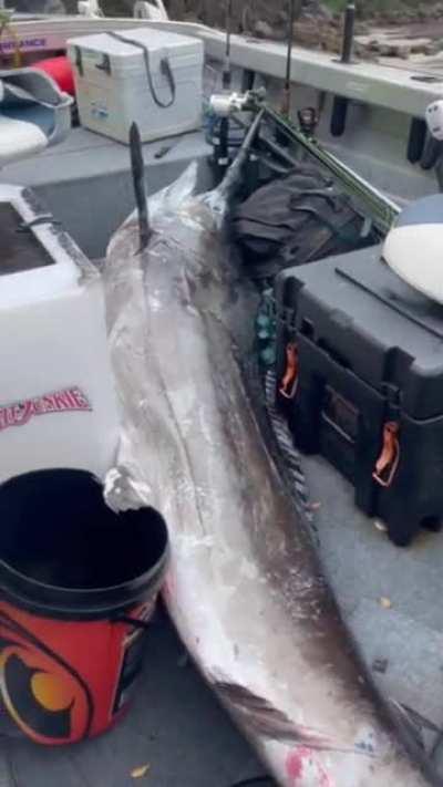 Marlin in a tinny! (110kg)