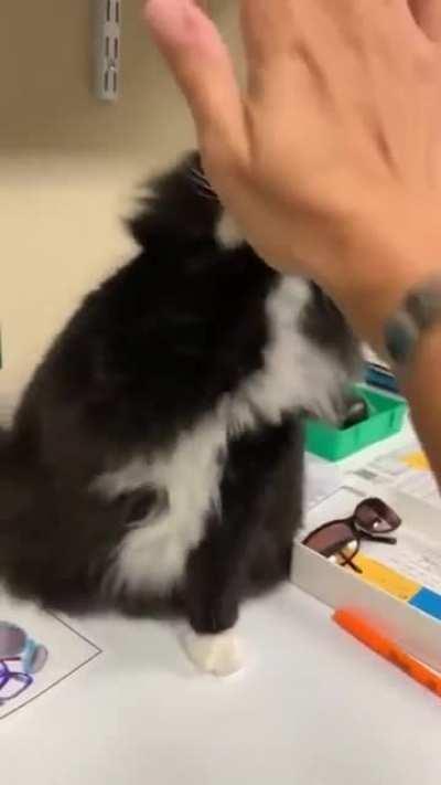 This is Truffles the cat, a stray found by a pediatric optometrist and now puts kids at ease that are nervous about getting glasses and totally makes them more at ease.