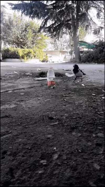 🔥 Crow using water displacement to get a drink