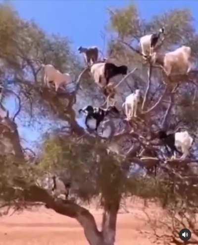 Goats copy human