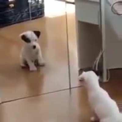 Puppy sees his reflection for the first time