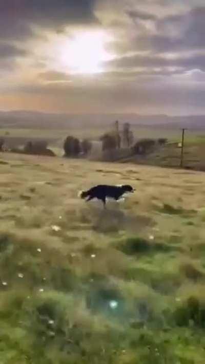 A dog stretching it's legs in the country side.