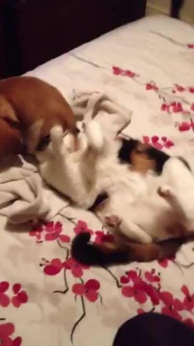 Puppy goes for a sit on cat’s face