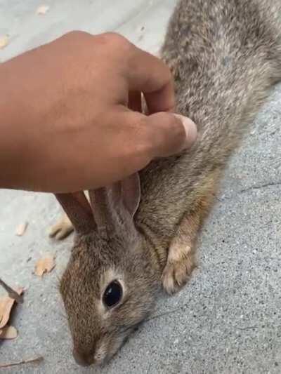 Helping out a trapped bunny