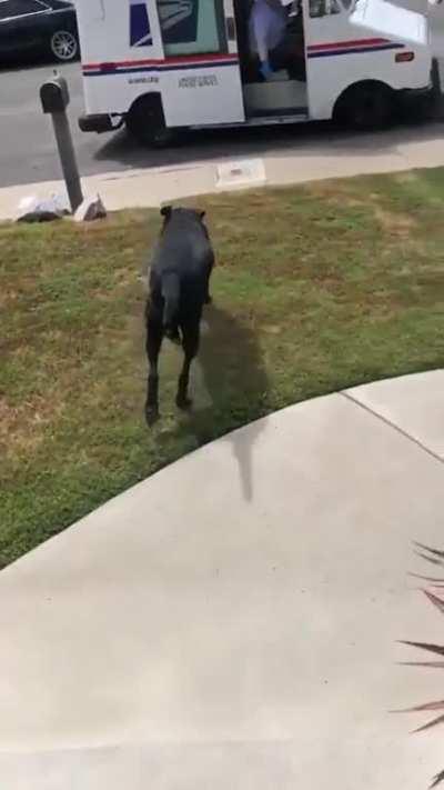 Doggo taking care of the mail like a good boy