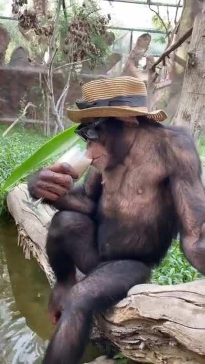 Monkey drinking Milk like a Gentleman