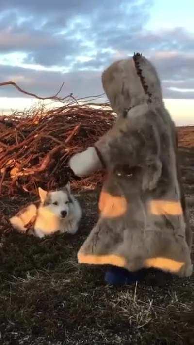 Russian baby playing with his dog