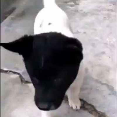 White dog with a black head