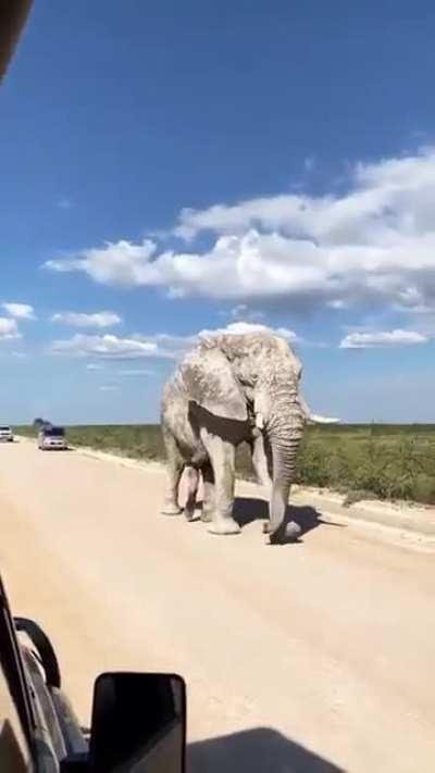 A rare double-trunk elephant is seen in Namibia