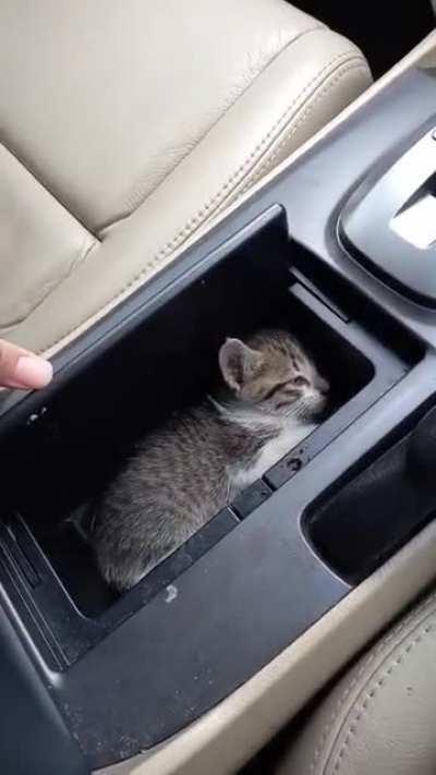 Illegal cat caught car napping