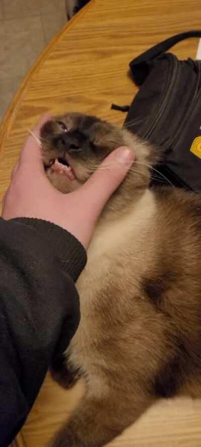 My friend's cat really loves cheek rubs