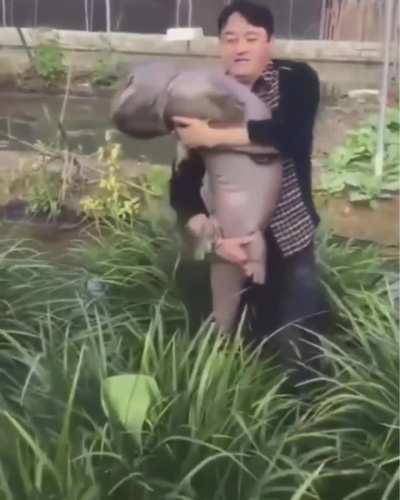 A Rice farmer holding a Japanese Giant Salamander