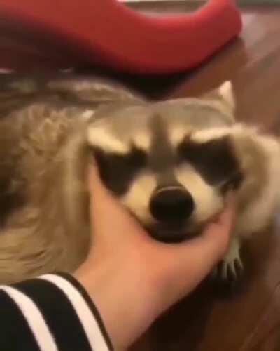 Pet the raccoon