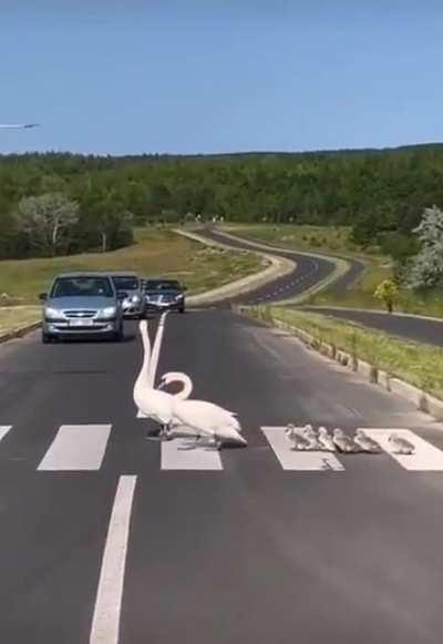 Swan family crossing the road