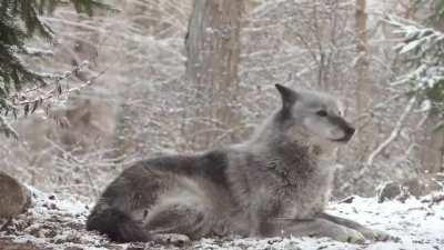 Grey wolf howls and gets a response from the whole forest