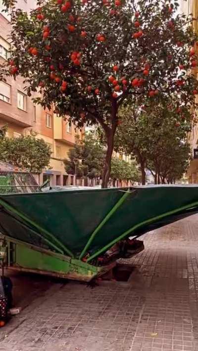 An annual ritual in Valencia City: a specialized machine, shaking the oranges from the thousands of orange trees scattered in the streets and parks