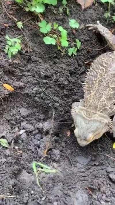 My buddy wanted to help me in the garden