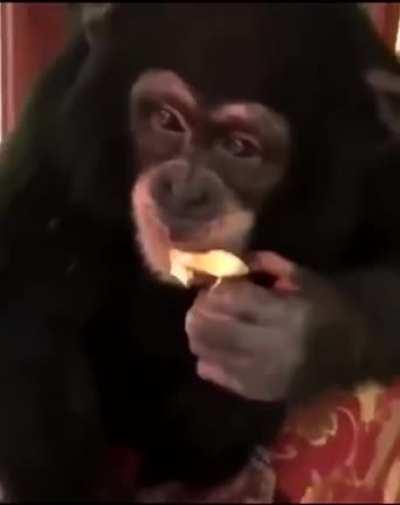 How tf they even have a monkey and they thought giving it a bong would be funny? (It kind of is but)