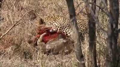 Leopard eating a Warthog alive