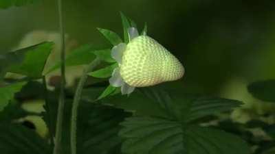 Strawberry time lapse. OP: u/Early_Power_5366